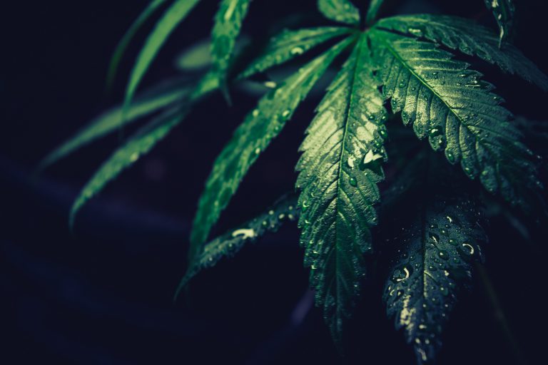 Cannabis Companies Turn to Cloud Accounting for Growth